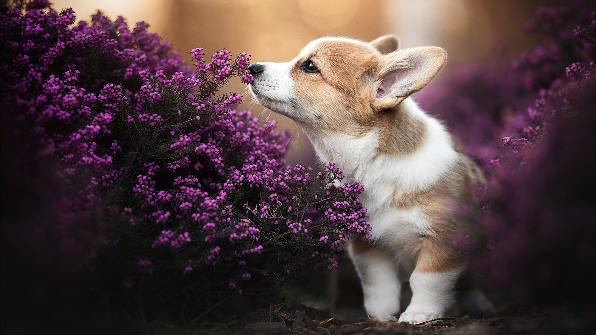 “武汉三镇夺冠希望加大：未来赛季展望”，武汉三镇今晚比赛