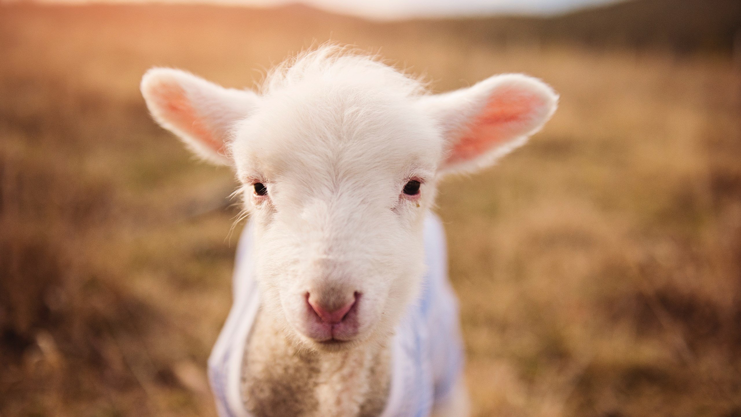 九游登录入口-中国足协发布裁判职业化推进计划，足协裁判部