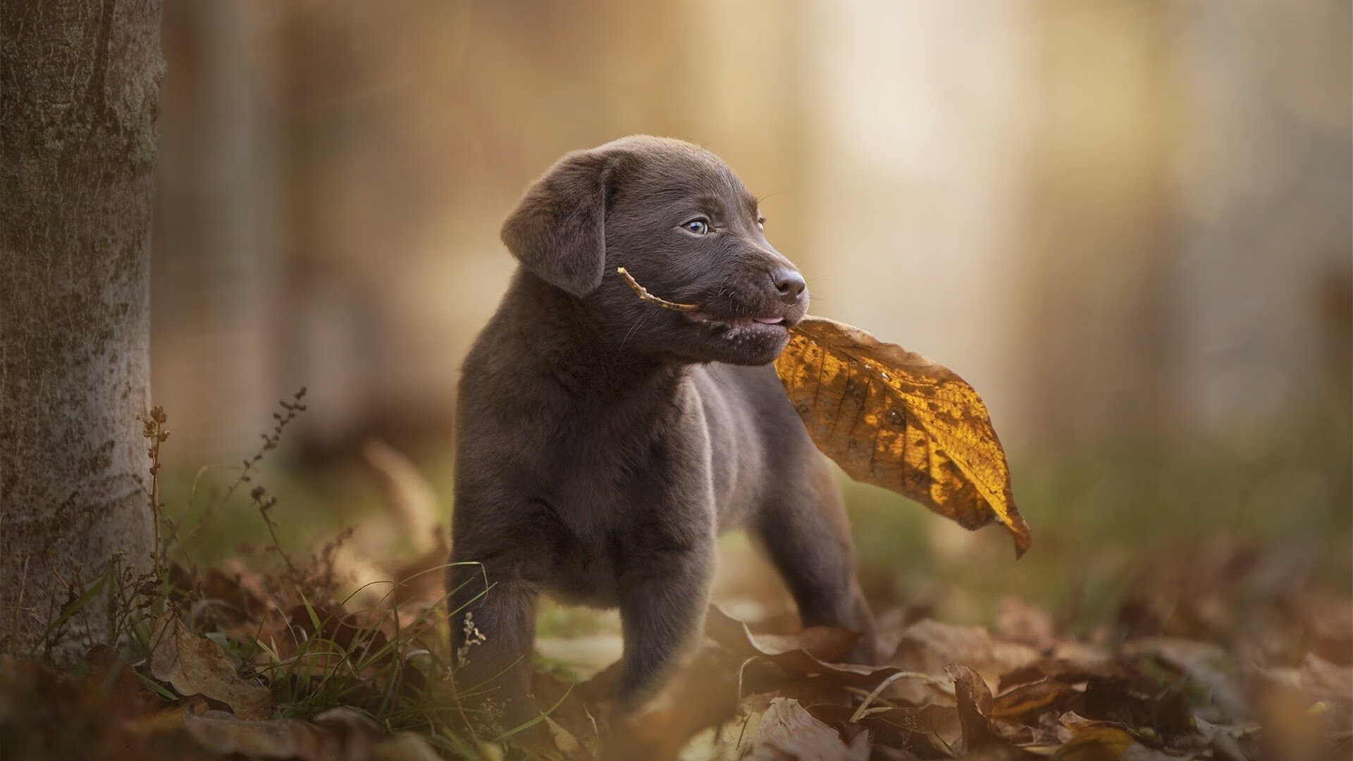 西甲赛场激战正酣，梅西梅开二度，西甲梅西今晚比赛