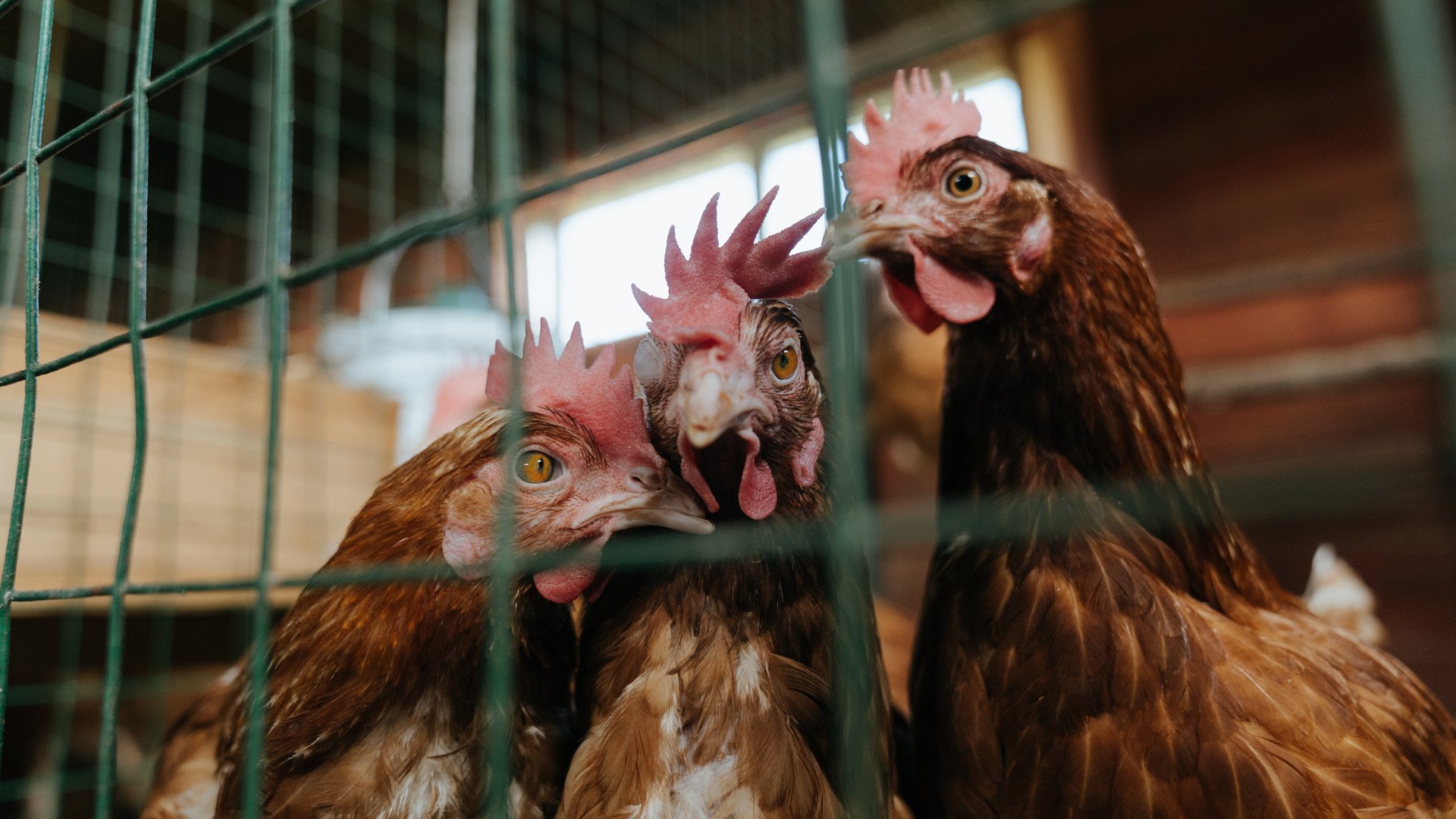 重点青训项目实现规模化发展，惠及更多青少年，重点青少年年龄范围