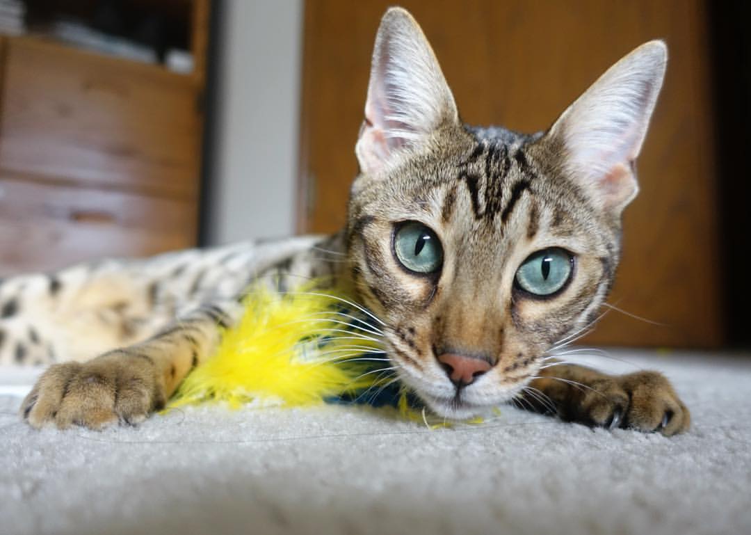 重点青训项目实现规模化发展，惠及更多青少年，重点青少年年龄范围