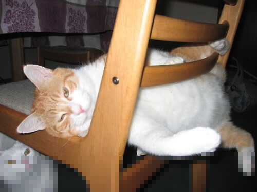 《纽约邮报》：荷兰女足在预选赛中惜败德国，荷兰女足吧