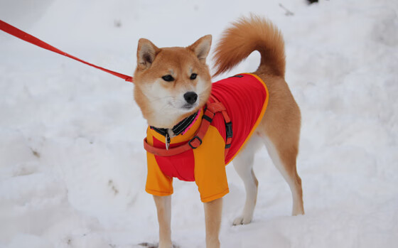 佩纳罗尔主场力克劲敌,佩纳罗尔vs蒙得维的亚国民