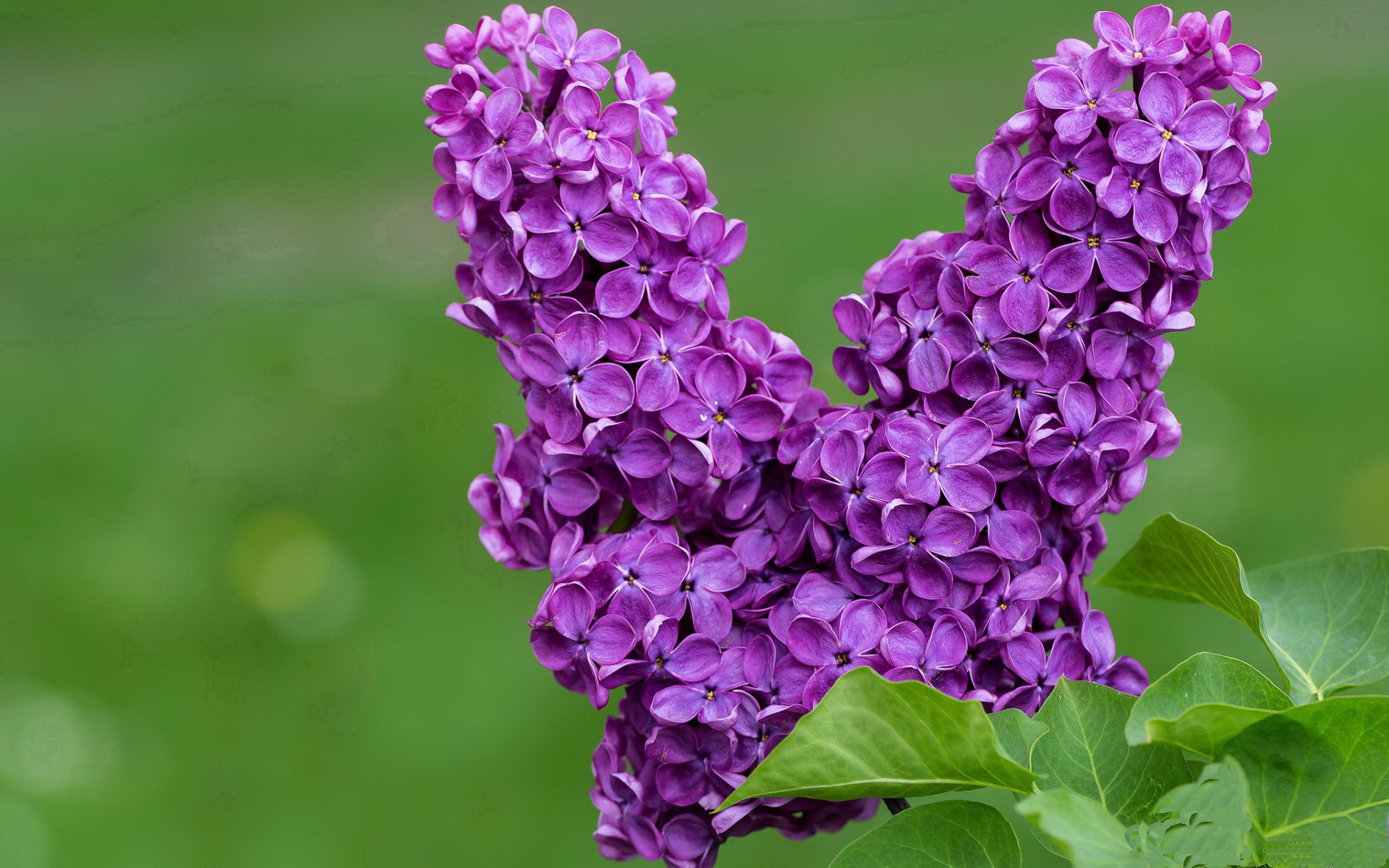 九游网页版官网-勒沃库森伤病名单更新，勒沃库森首发