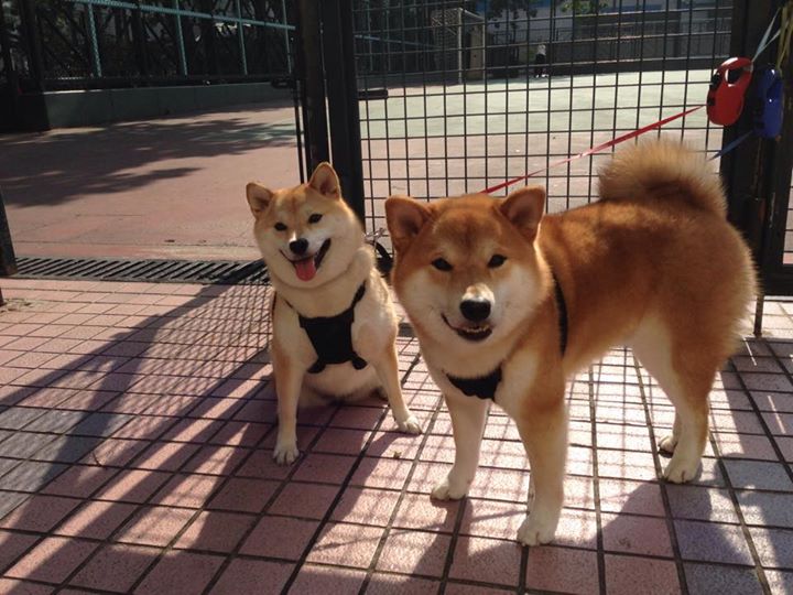 土耳其对决北爱尔兰,欧洲杯资格演绎神奇一幕,土耳其和俄罗斯比赛