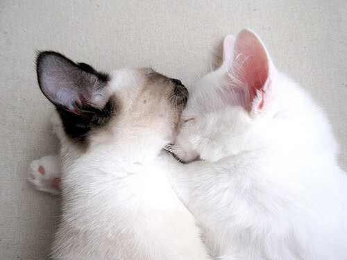 山东鲁能主场大捷,积分榜前三位置牢固,鲁能 主场