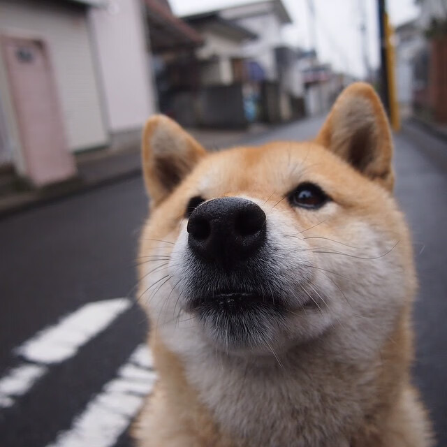 弗拉门戈防守强度持续提升,弗拉门戈vs防卫者