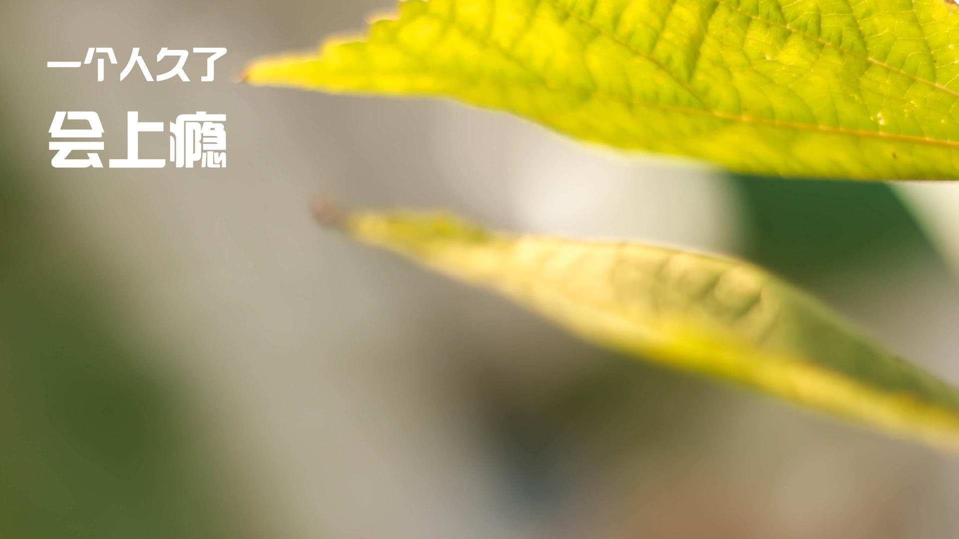 九游(jiuyou)官方网站-掘金逆转公牛，关键一役中约基奇带伤作战，掘金中锋约基奇是哪国人