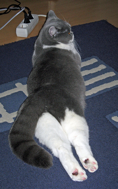 九游jiuyou-摩纳哥客场逆袭，成功晋级下一轮，摩纳哥视频介绍