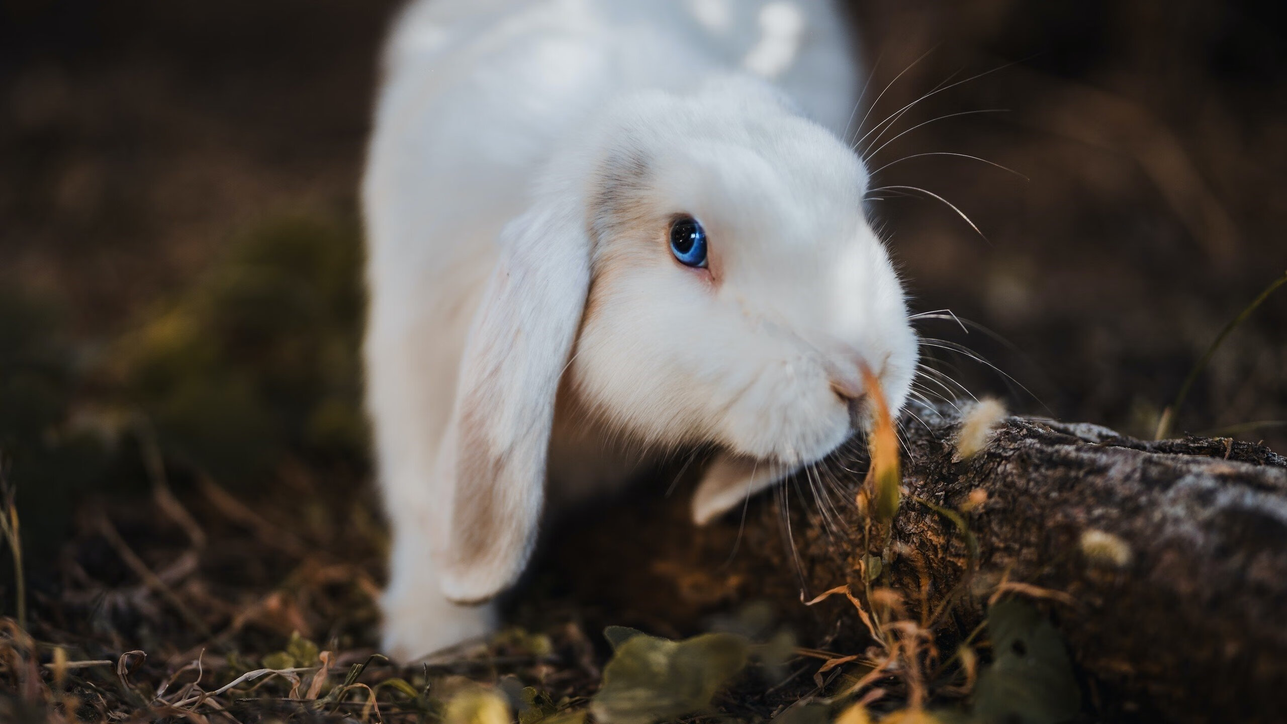 九游游戏中心-斯特拉斯堡客场逆袭，取得周冠军，斯特拉斯堡足球队