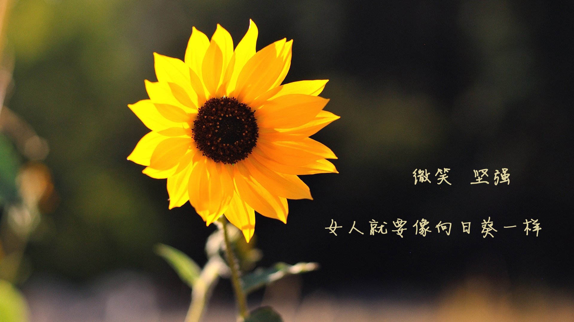 九游网页版官网-法兰克福将挑战弗赖堡，争夺三分，法兰克福 vs 弗赖堡