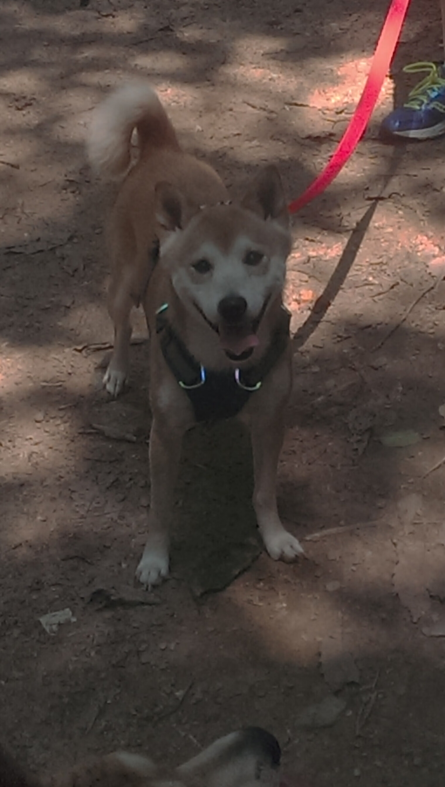 法国击剑队在主场赢得多枚金牌,法国击剑俱乐部名称