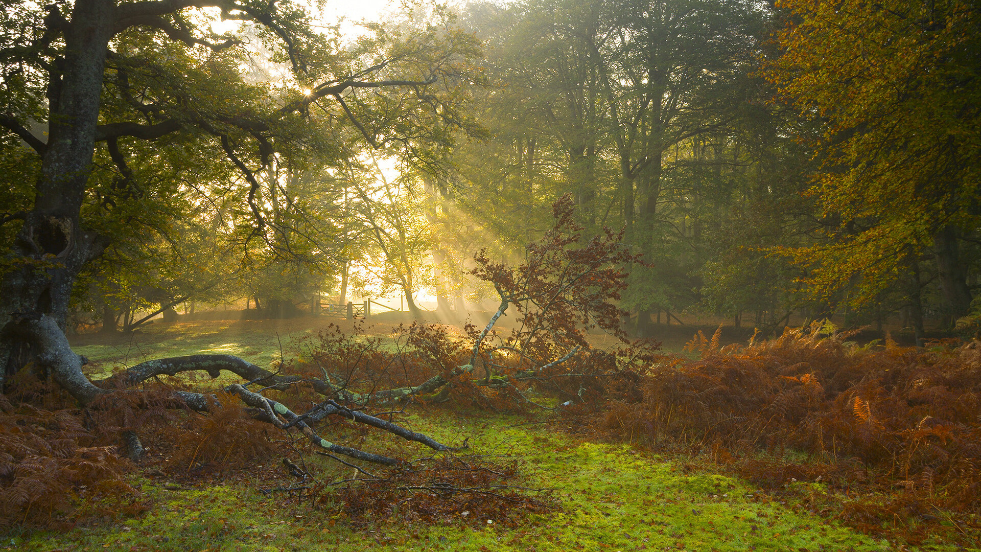 法国队受伤名将回归,士气大振势如决堤,法国队主将