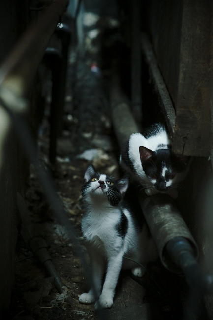 九游网页版官网-转播商是否对联赛内容操控过多，转播赛事可以收费吗