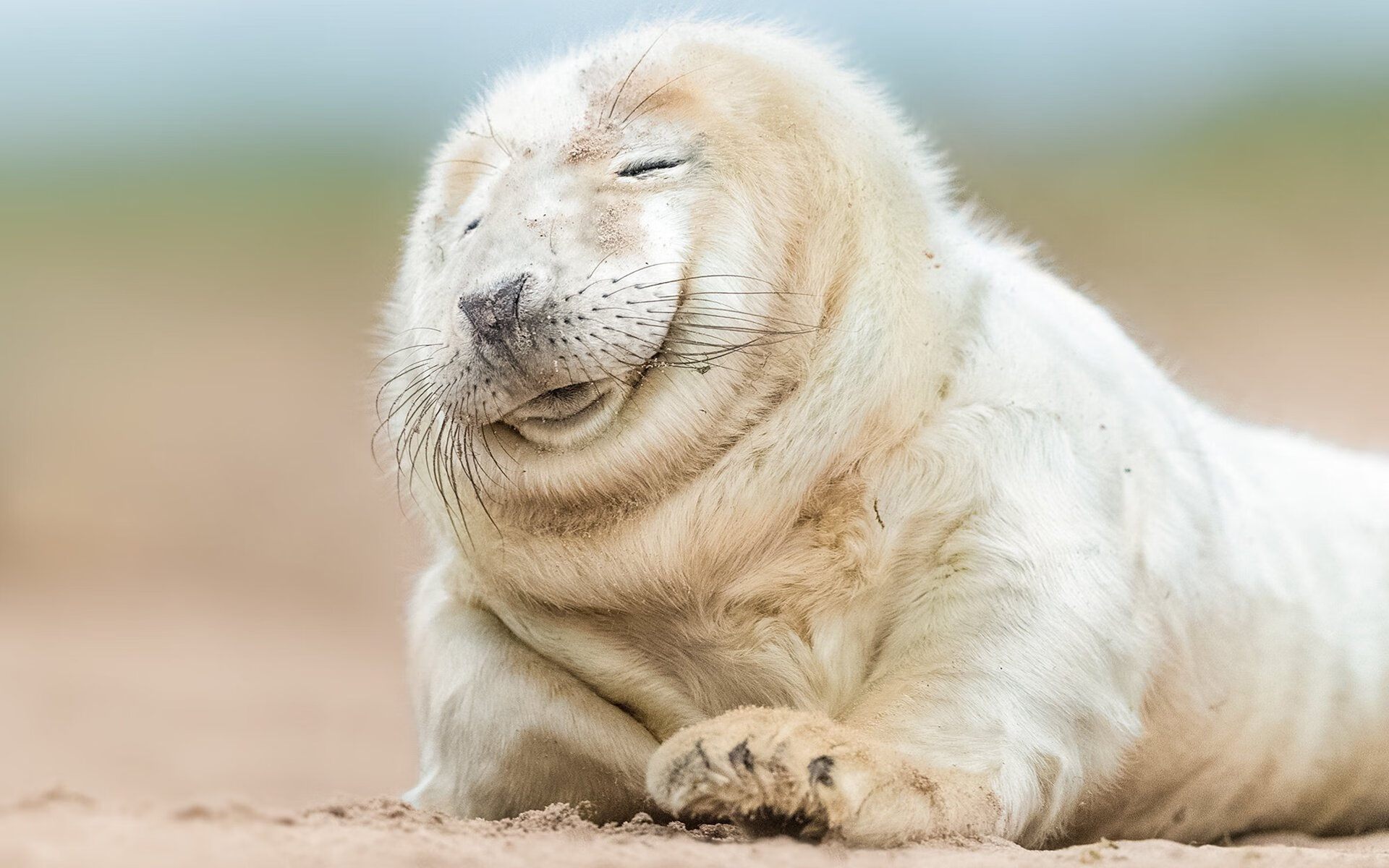 里尔队长力挺新援表现,看好未来携手冲击冠军,里尔足球俱乐部门将