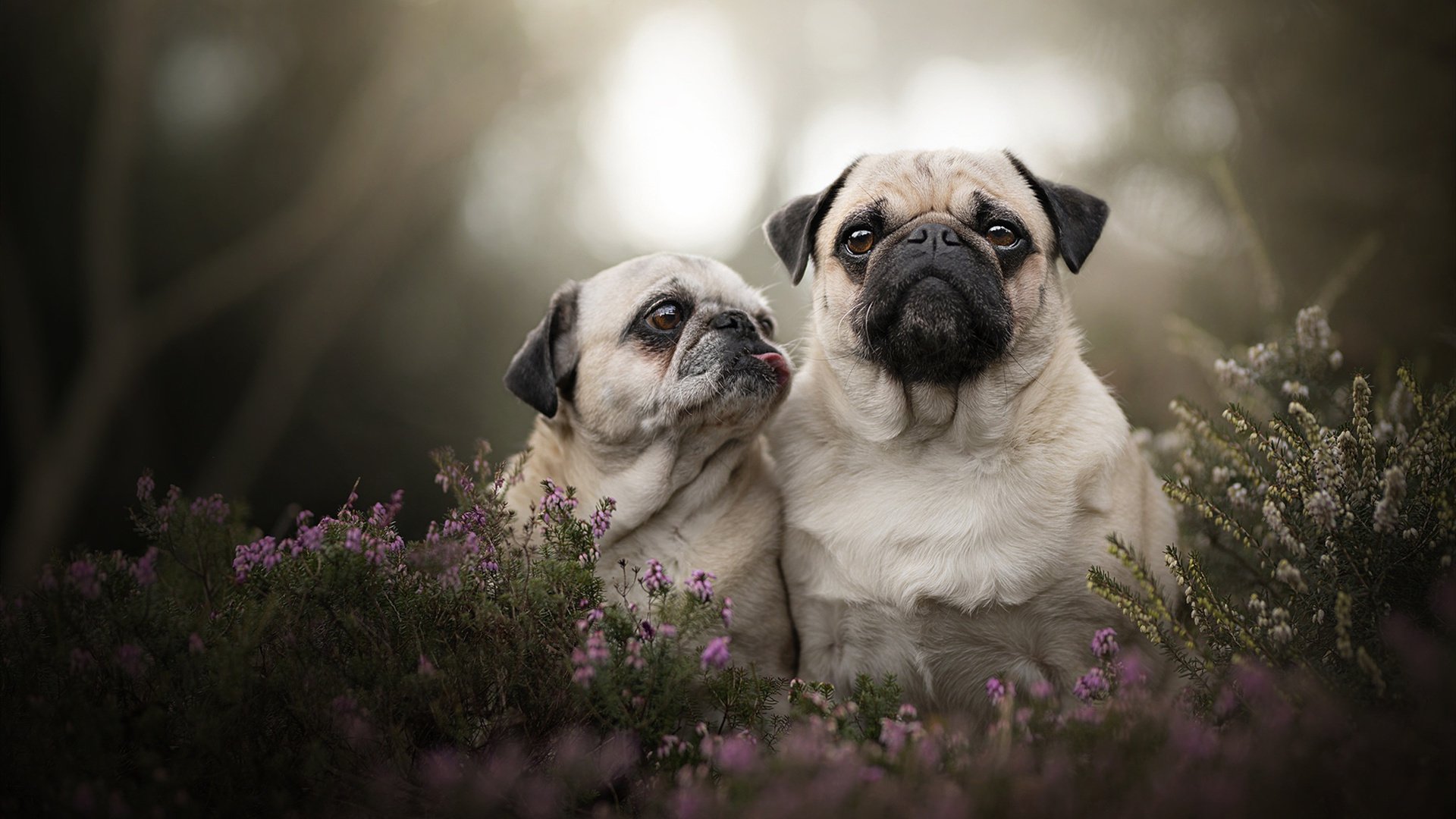 墨西哥马术协会举办青少年马术交流活动,促进国际友谊。,墨西哥马拉松