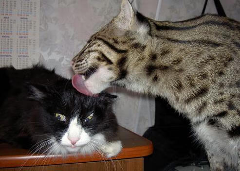 俱乐部足球:巴萨与皇马的宿命对决引爆球迷热情,巴萨和皇马什么关系