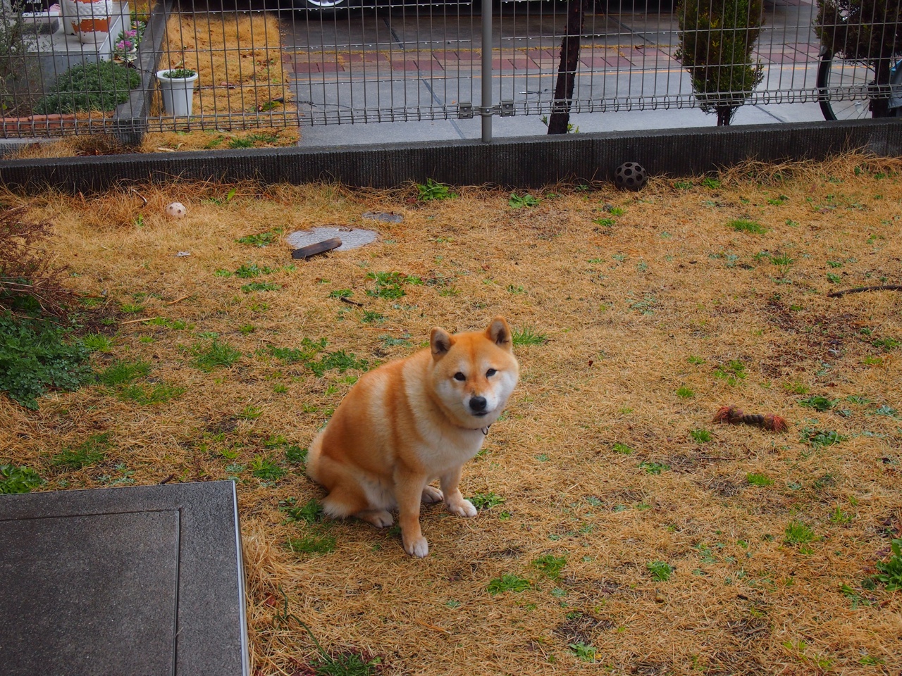 校园体育文化活动创新与推广研究,校园体育文化建设范畴包括