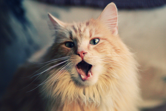 中国女篮优化阵容深度保障比赛连续性,中国女篮 阵容