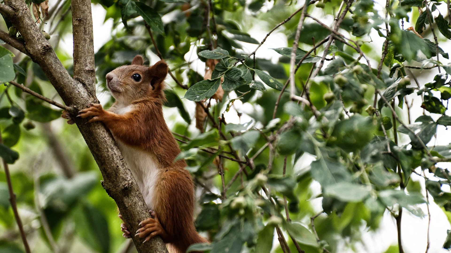 Jiuyou-亚特兰大持续加强反击速度打破僵局，亚特兰大进攻太强了