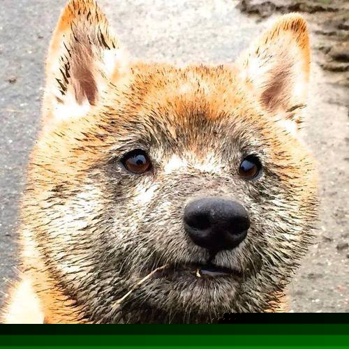 换人节奏是否依据对手战术变化动态调控，换人是啥