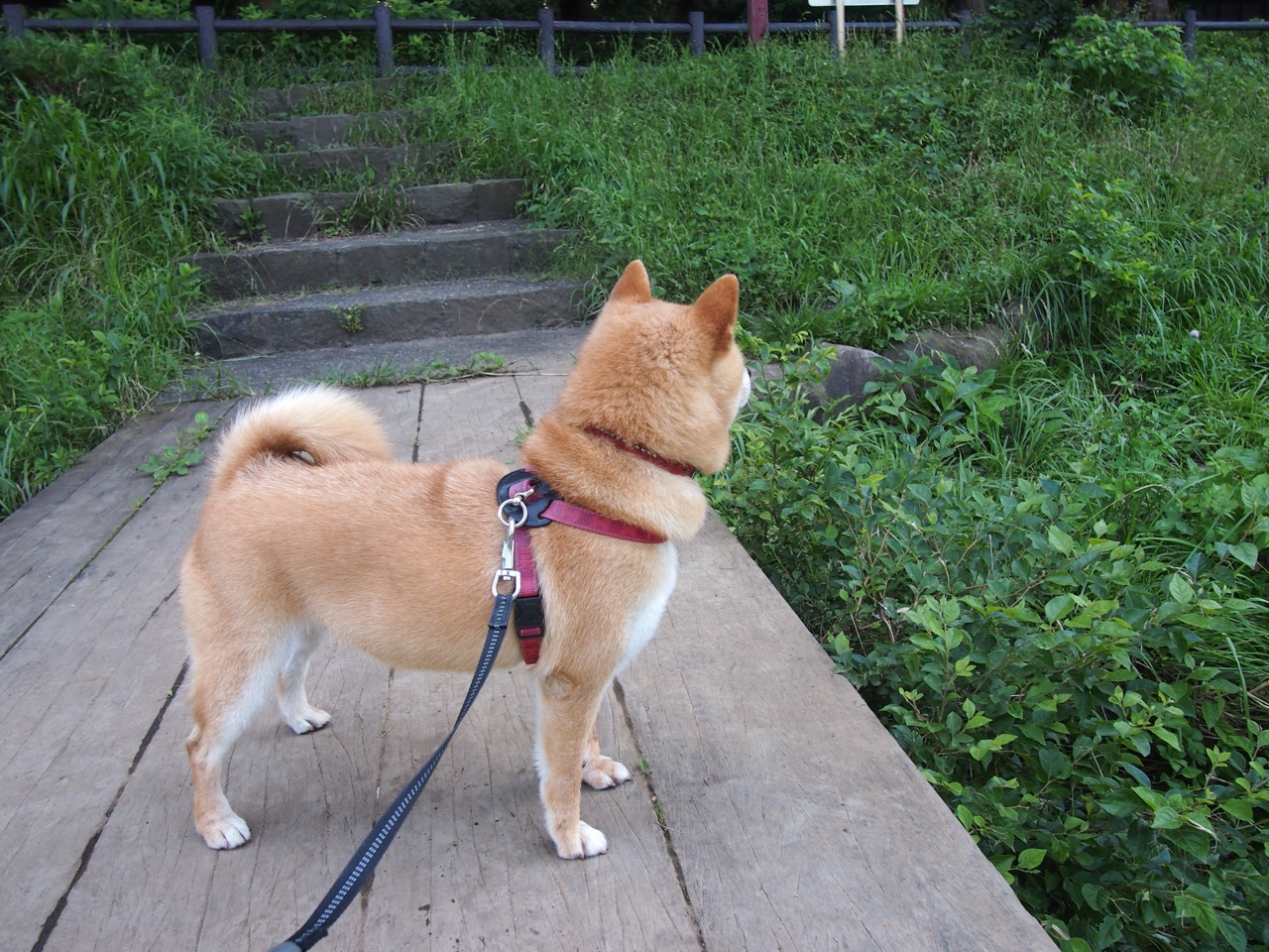 九游娱乐(jiuyou)官网-门兴格拉德巴赫高压推进迫使对手回防，门兴格拉德巴赫最近战绩