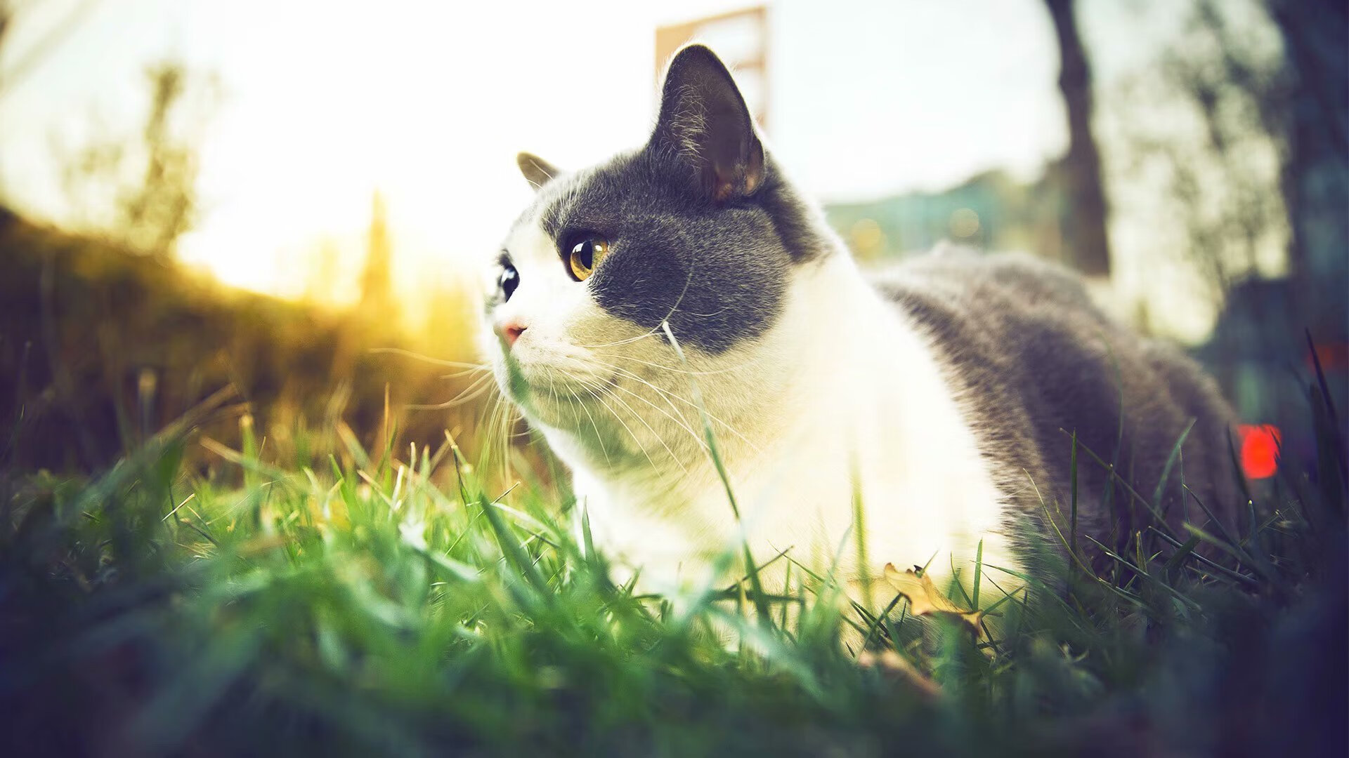 世界杯期间的运动员营养管理,世界杯球员要求