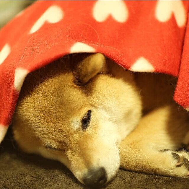 跳水技术提升摩纳哥得分稳定，摩洛哥跳水