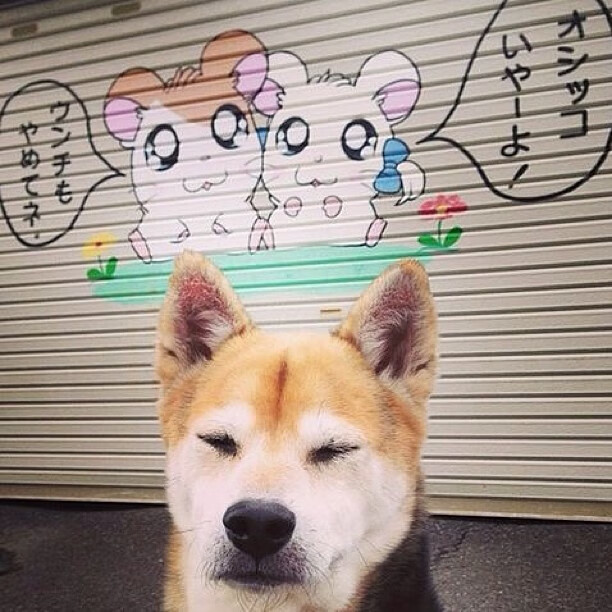 黎巴嫩男篮在西亚锦标赛中夺冠,篮球逐渐崛起